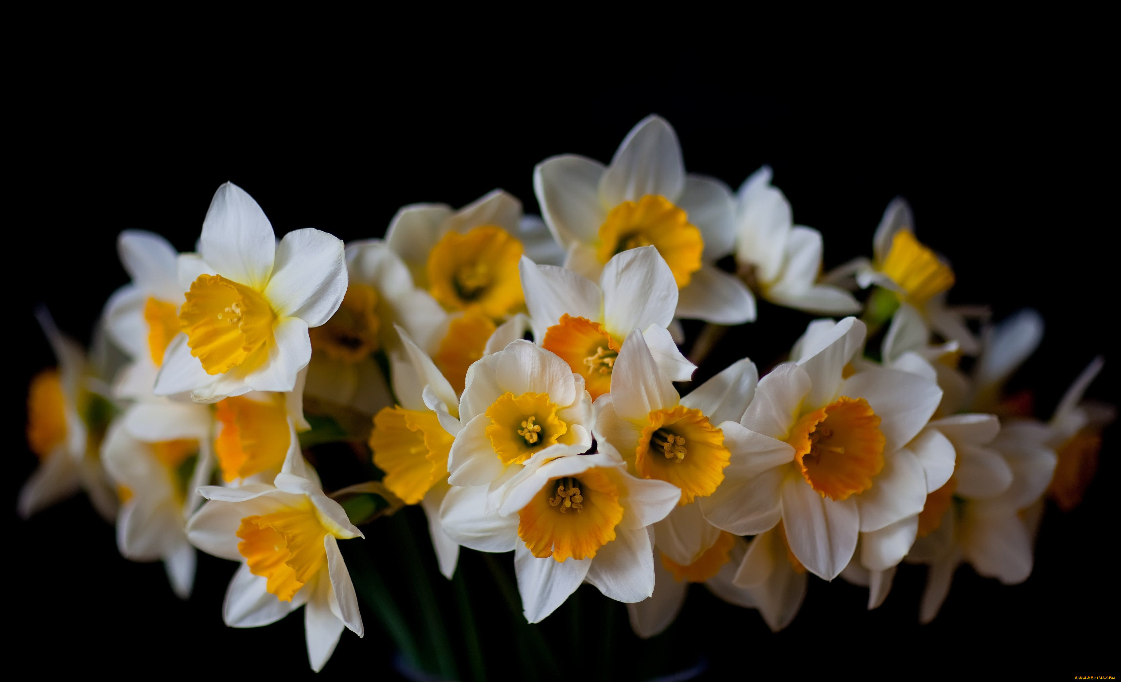Нарцисс телефон. Лилия Данмора Нарцисс. Нарцисс спринг Сан. Нарцисс цветок белый. Нарциссы цветы букет.